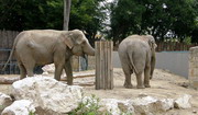 Зоопарк в Будапеште